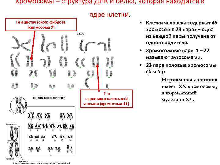 Хромосомы – структура ДНК и белка, которая находится в ядре клетки. Ген цистического фиброза