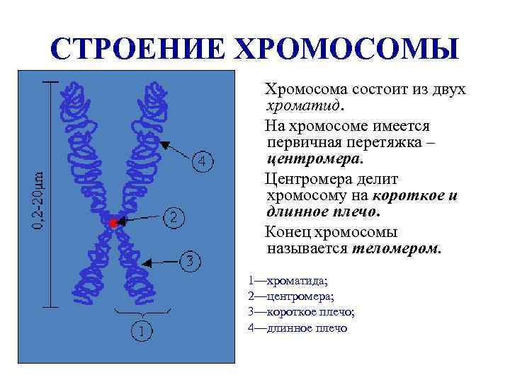 Части хромосомы