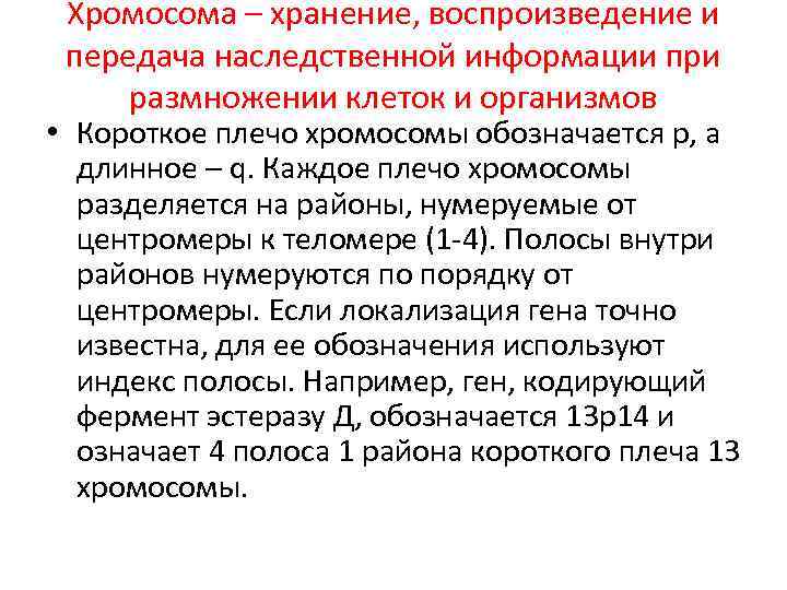 Хромосома – хранение, воспроизведение и передача наследственной информации при размножении клеток и организмов •