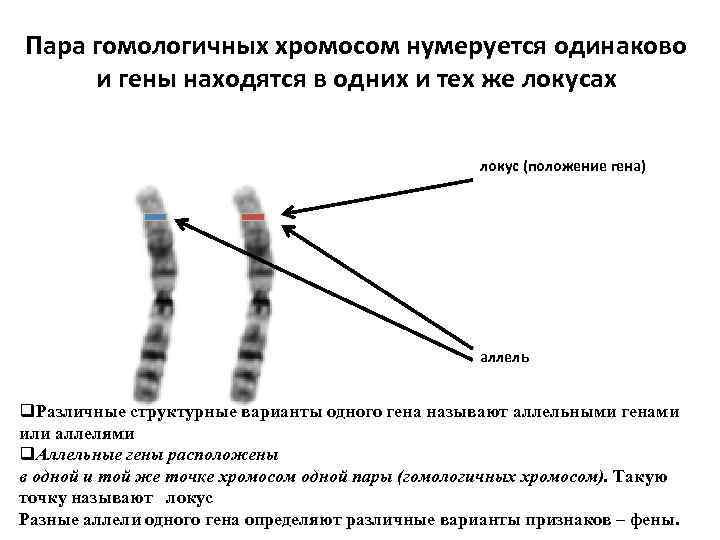 Парные гены расположенные в гомологичных
