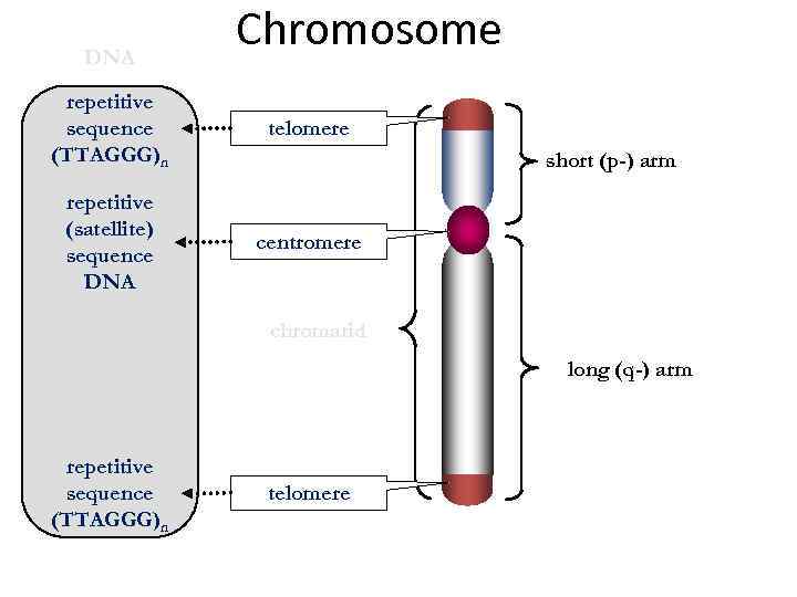 DNA Chromosome repetitive sequence (TTAGGG)n telomere repetitive (satellite) sequence DNA centromere short (p-) arm