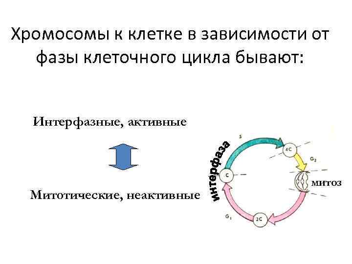 Хромосомы к клетке в зависимости от фазы клеточного цикла бывают: Интерфазные, активные Митотические, неактивные