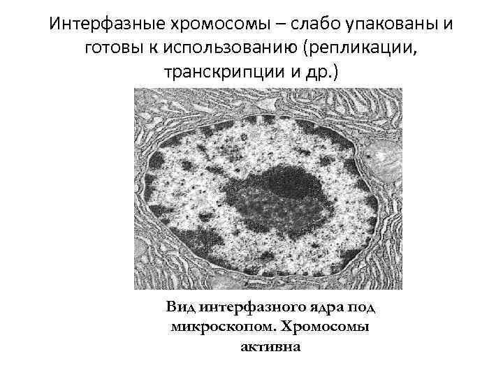 Интерфазные хромосомы