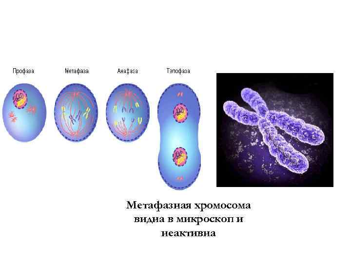 Метафазная хромосома видна в микроскоп и неактивна 