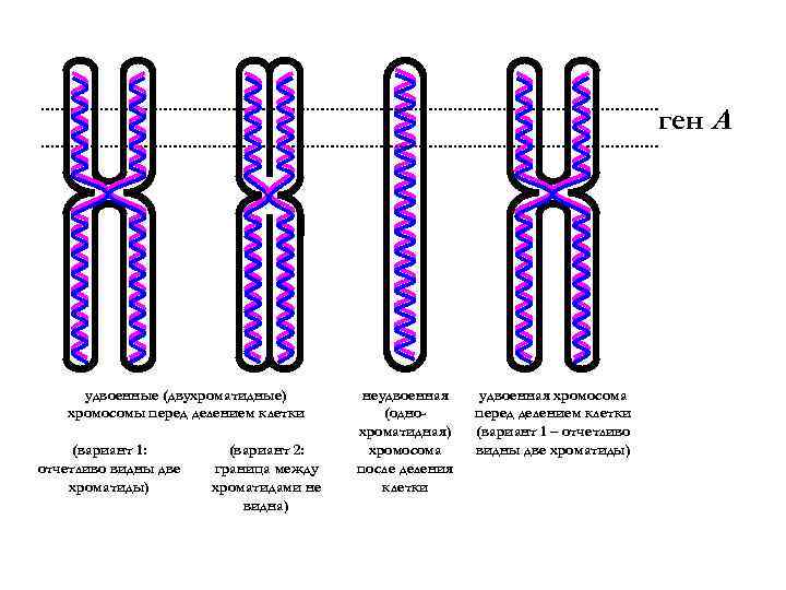 ген А удвоенные (двухроматидные) хромосомы перед делением клетки (вариант 1: отчетливо видны две хроматиды)