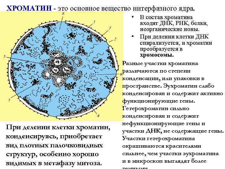 Ядерный хроматин. Структура хроматина. Хроматин строение. Структура клетки хроматин. Структурные компоненты интерфазного ядра.