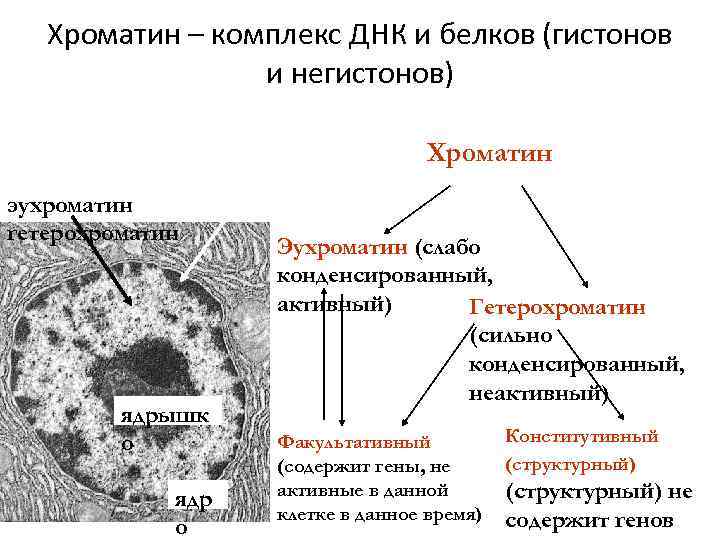 Днк хроматин