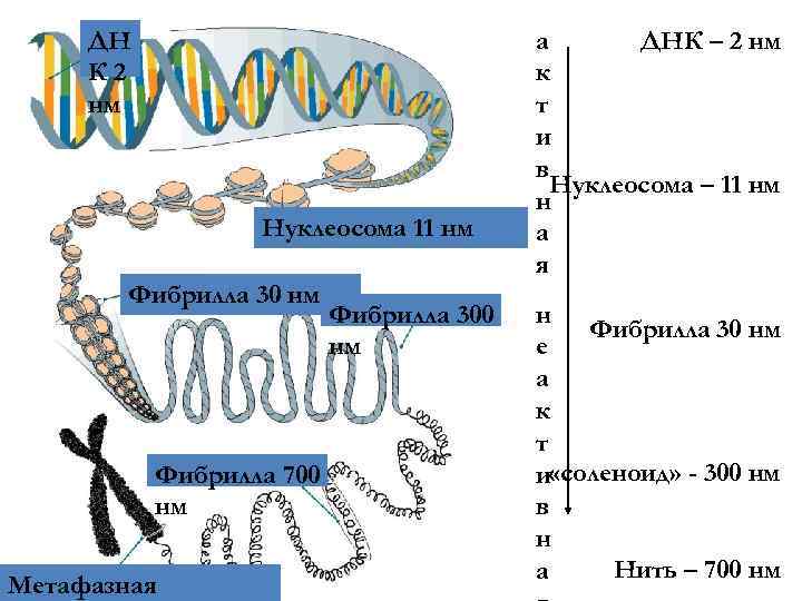 ДН К 2 нм Нуклеосома 11 нм Фибрилла 30 нм Фибрилла 700 нм Метафазная