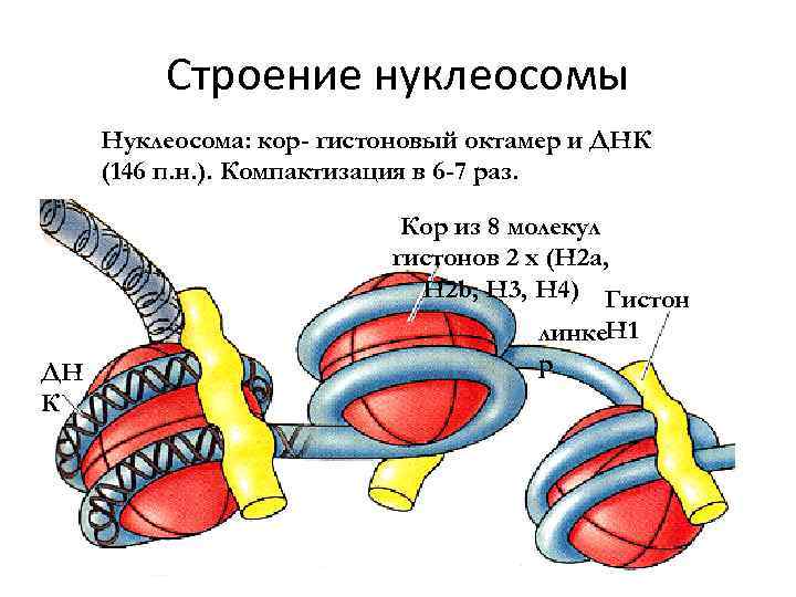 Строение нуклеосомы Нуклеосома: кор- гистоновый октамер и ДНК (146 п. н. ). Компактизация в