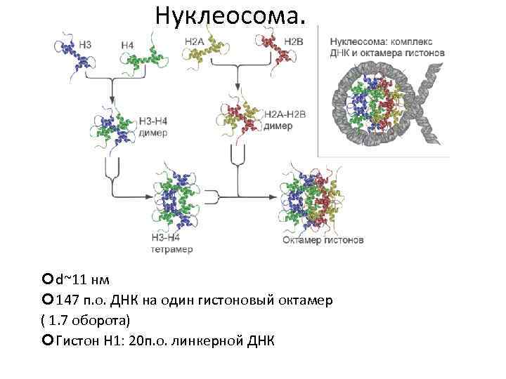 Нуклеосома. d~11 нм 147 п. о. ДНК на один гистоновый октамер ( 1. 7