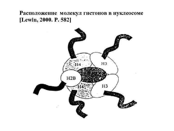 Расположение молекул гистонов в нуклеосоме [Lewin, 2000. Р. 582] 