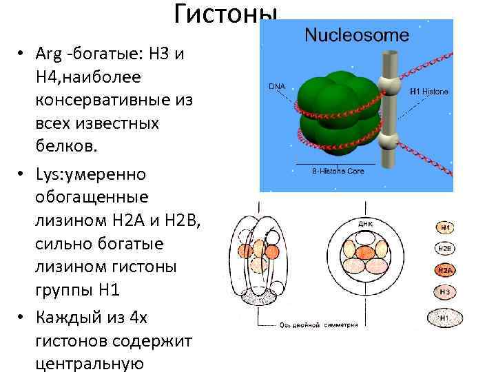 Гистоны • Arg -богатые: Н 3 и Н 4, наиболее консервативные из всех известных