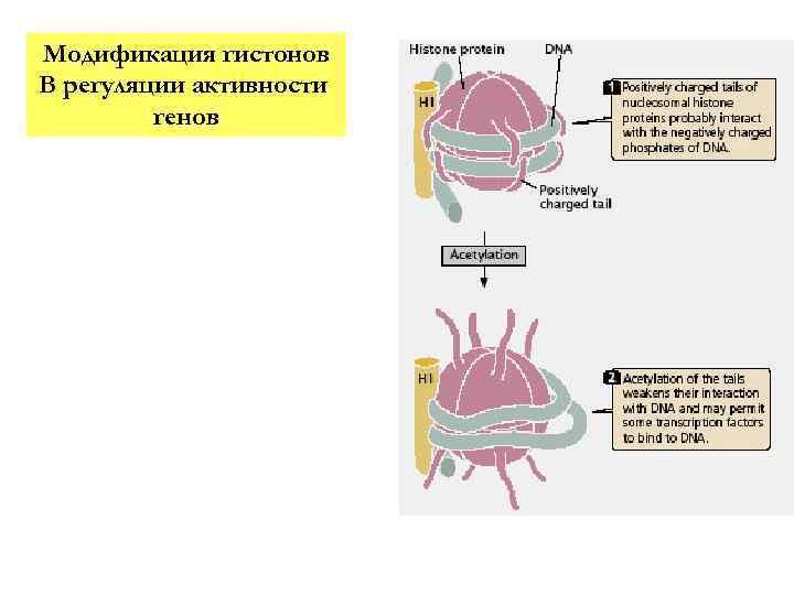 Модификация гистонов В регуляции активности генов 