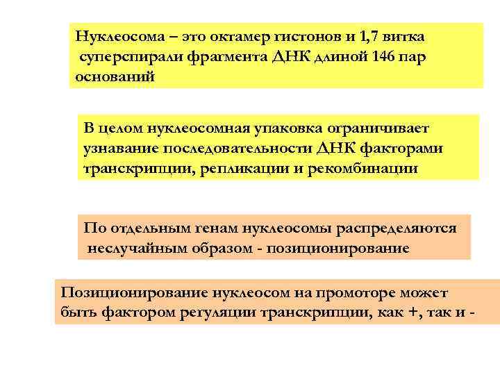 Нуклеосома – это октамер гистонов и 1, 7 витка суперспирали фрагмента ДНК длиной 146