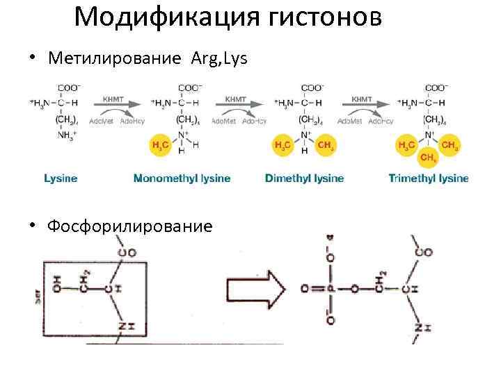 Модификация гистонов • Метилирование Arg, Lys • Фосфорилирование 