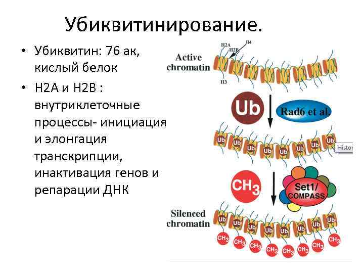 Убиквитинирование. • Убиквитин: 76 ак, кислый белок • H 2 A и H 2