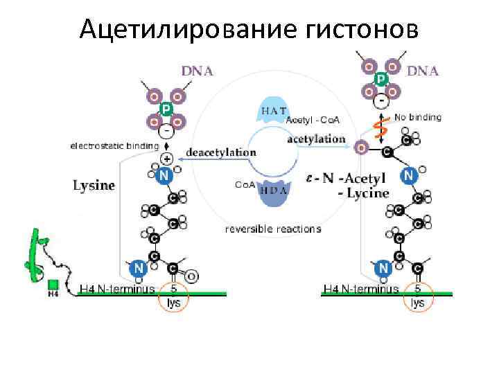 Ацетилирование гистонов 