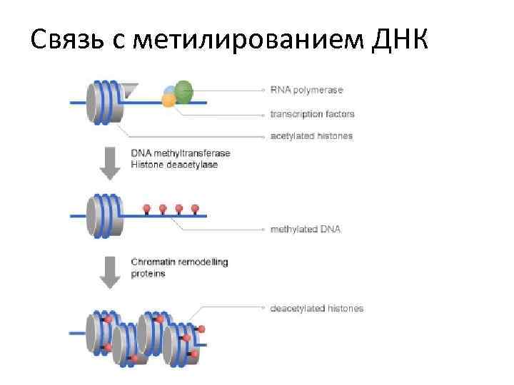 Связь с метилированием ДНК 