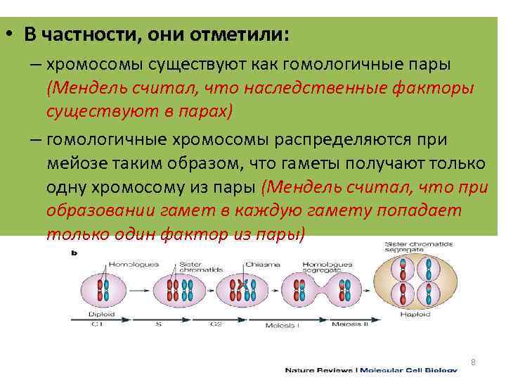 Парные гены гомологичных хромосом называется. Пары гомологичных хромосом. Гомологичные хромосомы в половых клетках. Различные пары гомологичных хромосом. Как определить гомологичные хромосомы.