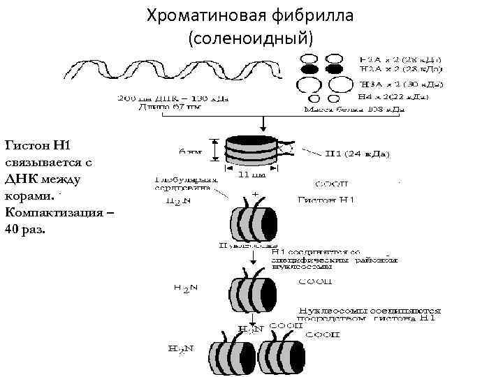 Рассмотрите рисунок на котором представлена схема компактизации упаковки наследственного материала