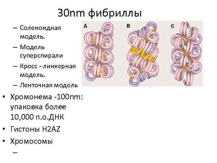 30 nm фибриллы – Соленоидная модель. – Модель суперспирали – Кросс - линкерная модель.