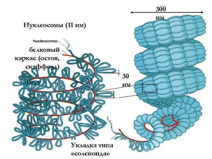 300 нм Нуклеосомы (11 нм) белковый каркас (остов, скаффолд) 30 нм Укладка типа «соленоида»