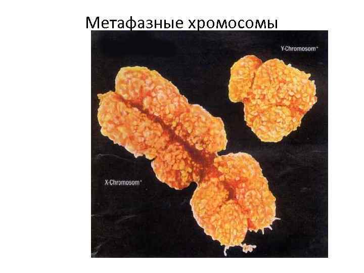 Метафазные хромосомы 