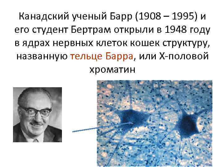 Канадский ученый Барр (1908 – 1995) и его студент Бертрам открыли в 1948 году