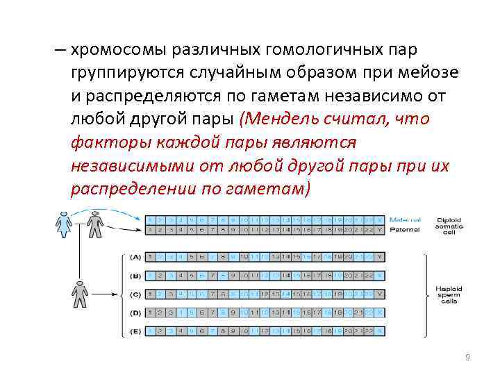 – хромосомы различных гомологичных пар группируются случайным образом при мейозе и распределяются по гаметам