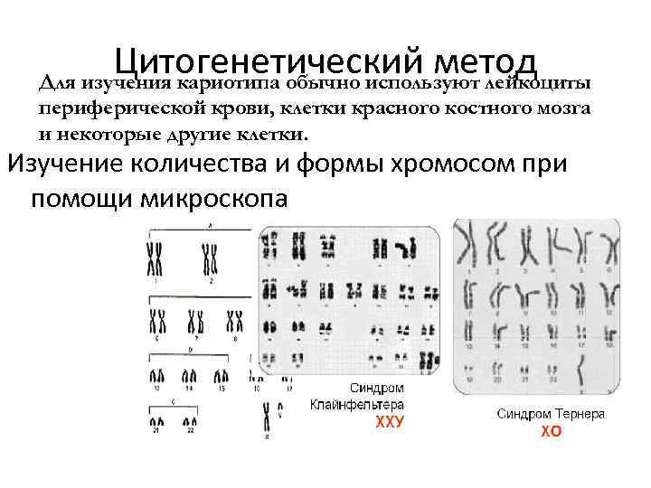 Цитогенетический метод устанавливает