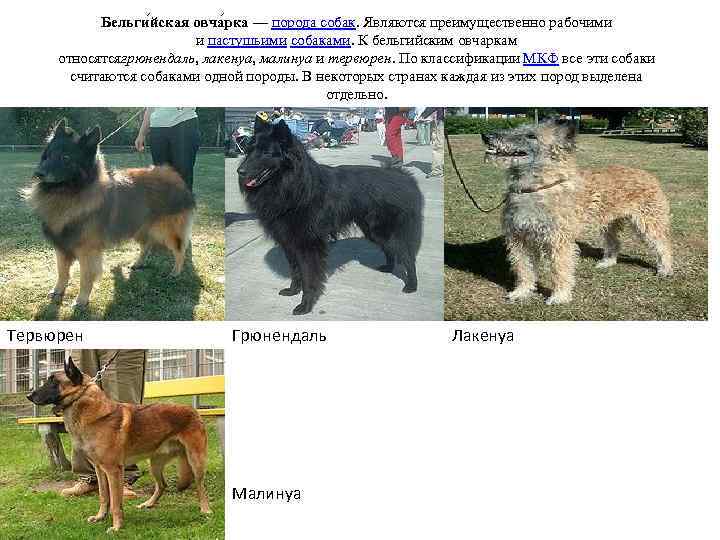 Бельги йская овча рка — порода собак. Являются преимущественно рабочими и пастушьими собаками. К