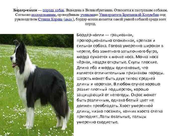 Бо рдер-ко лли — порода собак. Выведена в Великобритании. Относится к пастушьим собакам. Согласно