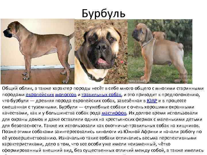 Бурбуль Общий облик, а также характер породы несёт в себе много общего с многими