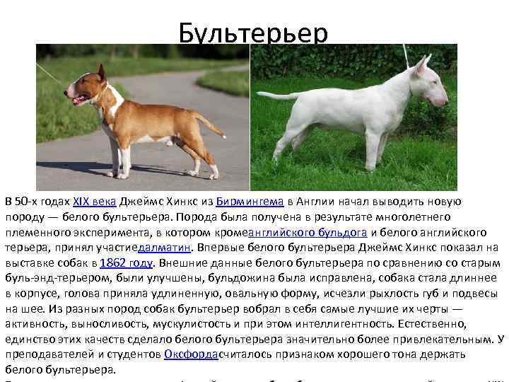 Бультерьер В 50 -х годах XIX века Джеймс Хинкс из Бирмингема в Англии начал