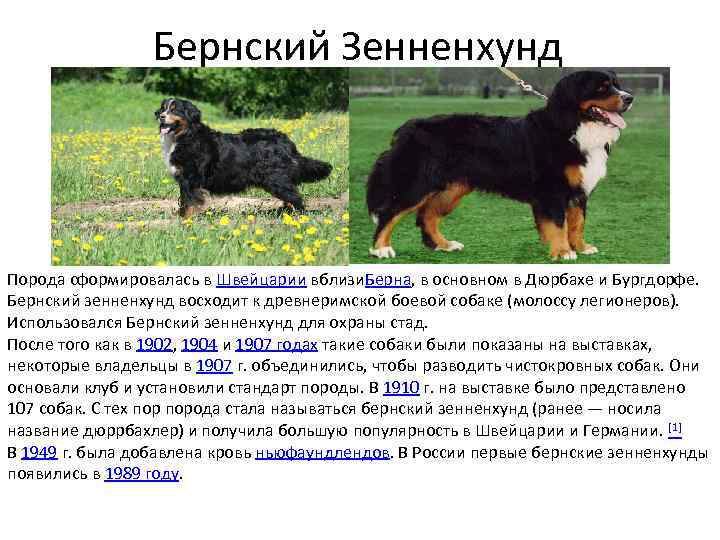 Бернский Зенненхунд Порода сформировалась в Швейцарии вблизи. Берна, в основном в Дюрбахе и Бургдорфе.
