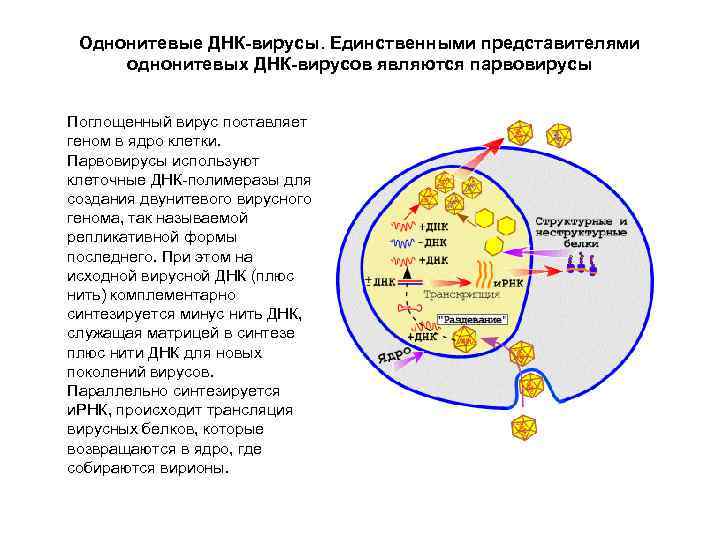 Однонитевые ДНК-вирусы. Единственными представителями однонитевых ДНК-вирусов являются парвовирусы Поглощенный вирус поставляет геном в ядро