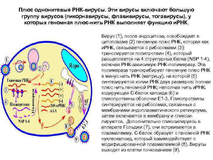 Плюс однонитевые РНК-вирусы. Эти вирусы включают большую группу вирусов (пикорнавирусы, флавивирусы, тогавирусы), у которых