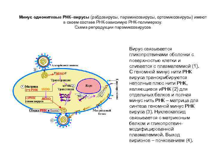 Минус однонитевые РНК–вирусы (рабдовирусы, парамиксовирусы, ортомиксовирусы) имеют в своем составе РНК-зависимую РНК-полимеразу. Схема репродукции