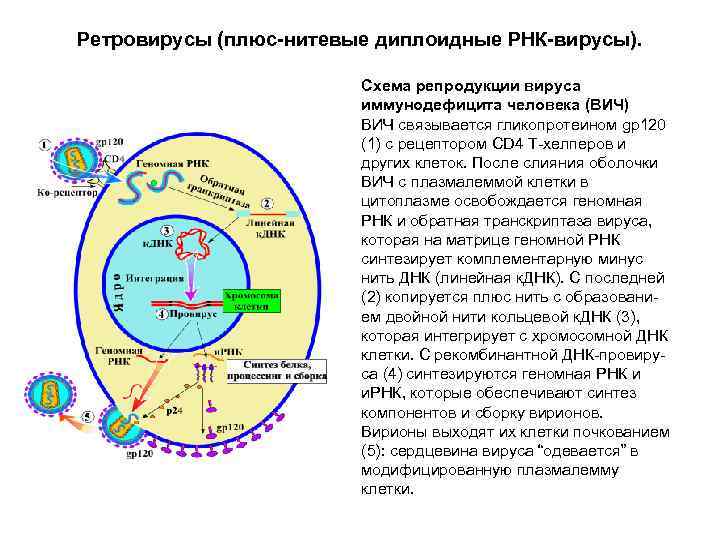 Ретровирусы (плюс-нитевые диплоидные РНК-вирусы). Схема репродукции вируса иммунодефицита человека (ВИЧ) ВИЧ связывается гликопротеином gp