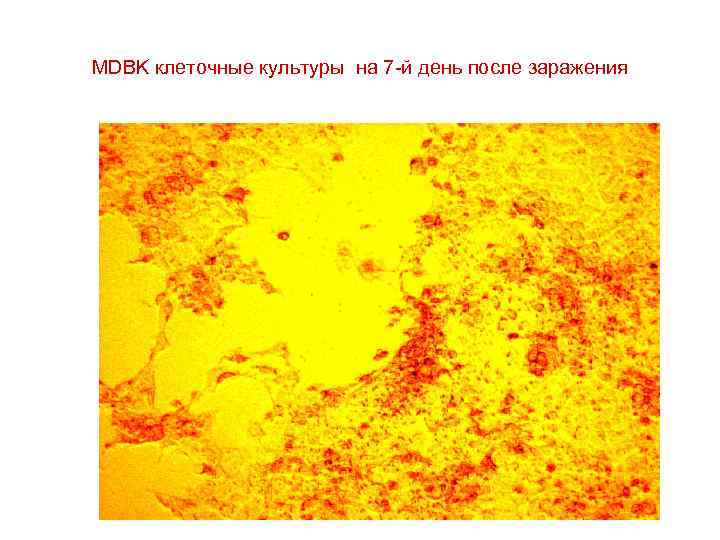 MDBK клеточные культуры на 7 -й день после заражения 