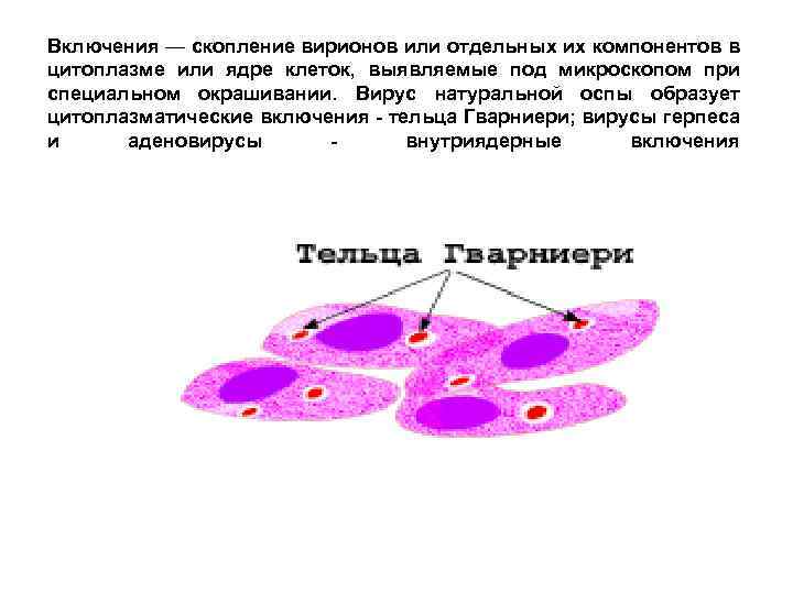 Включения — скопление вирионов или отдельных их компонентов в цитоплазме или ядре клеток, выявляемые