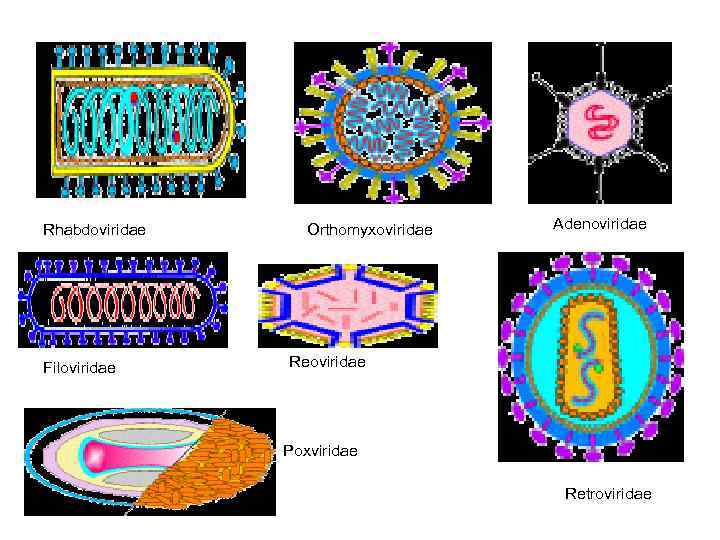 Rhabdoviridae Filoviridae Orthomyxoviridae Adenoviridae Reoviridae Poxviridae Retroviridae 