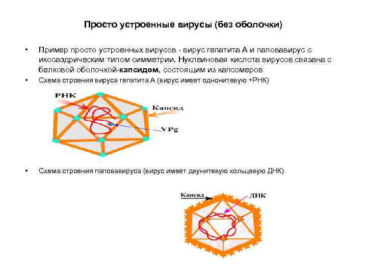 Просто устроенные вирусы (без оболочки) • Пример просто устроенных вирусов - вирус гепатита А