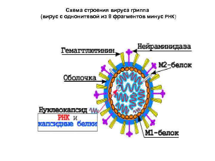 Схема строения вируса гриппа (вирус с однонитевой из 8 фрагментов минус РНК) 