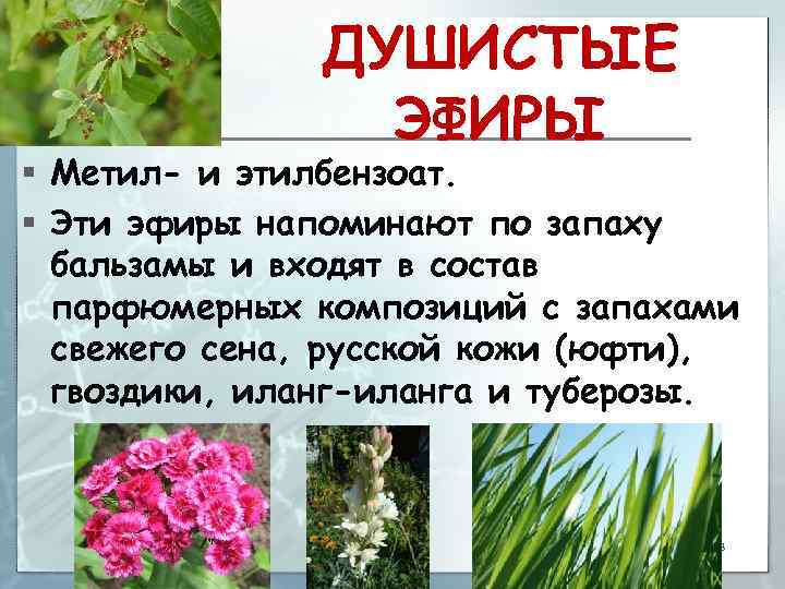 ДУШИСТЫЕ ЭФИРЫ § Метил- и этилбензоат. § Эти эфиры напоминают по запаху бальзамы и