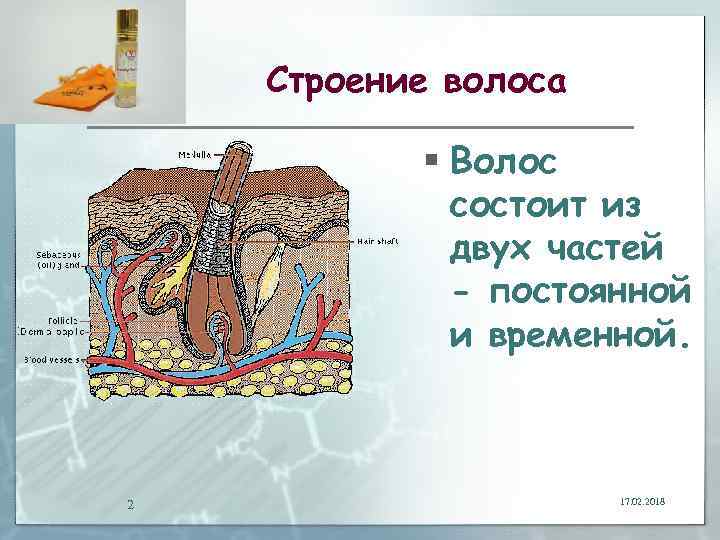 Строение волоса человека картинка