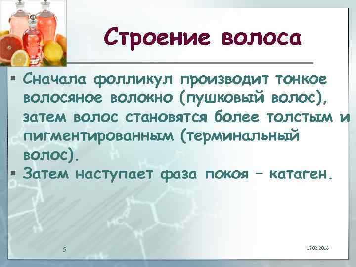 Строение волоса § Сначала фолликул производит тонкое волосяное волокно (пушковый волос), затем волос становятся