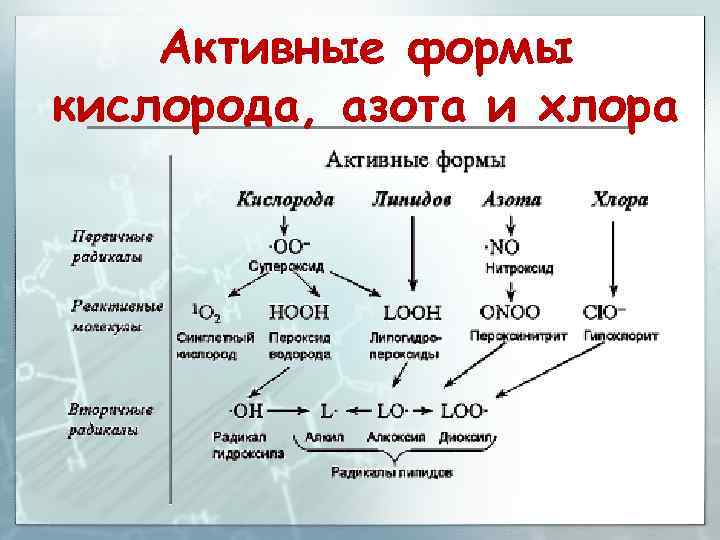 Активные формы кислорода. Схема образования активных форм кислорода биохимия. Активные формы кислорода биохимия таблица. Активные формы кислорода (свободные радикалы). Активные радикалы , активные формы кислорода.