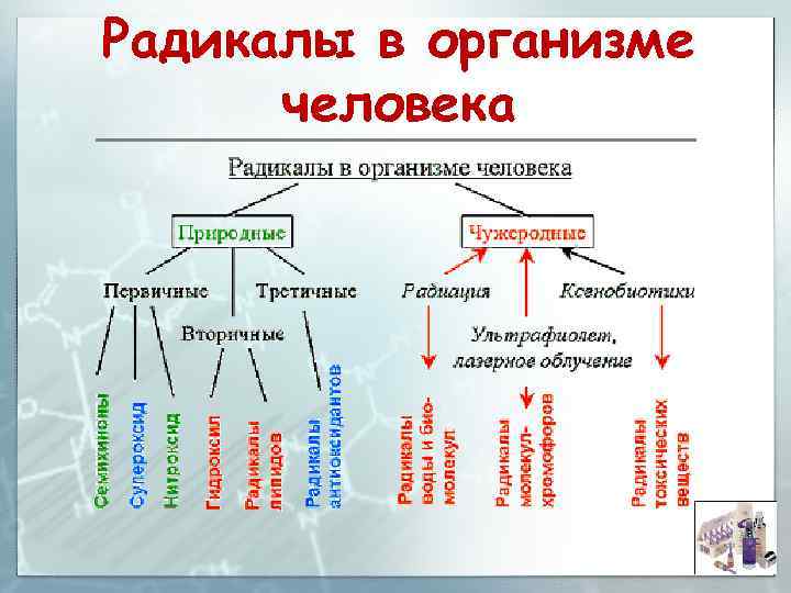 Радикалы в организме человека 