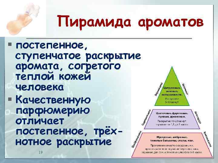 Пирамида ароматов § постепенное, ступенчатое раскрытие аромата, согретого теплой кожей человека § Качественную парфюмерию